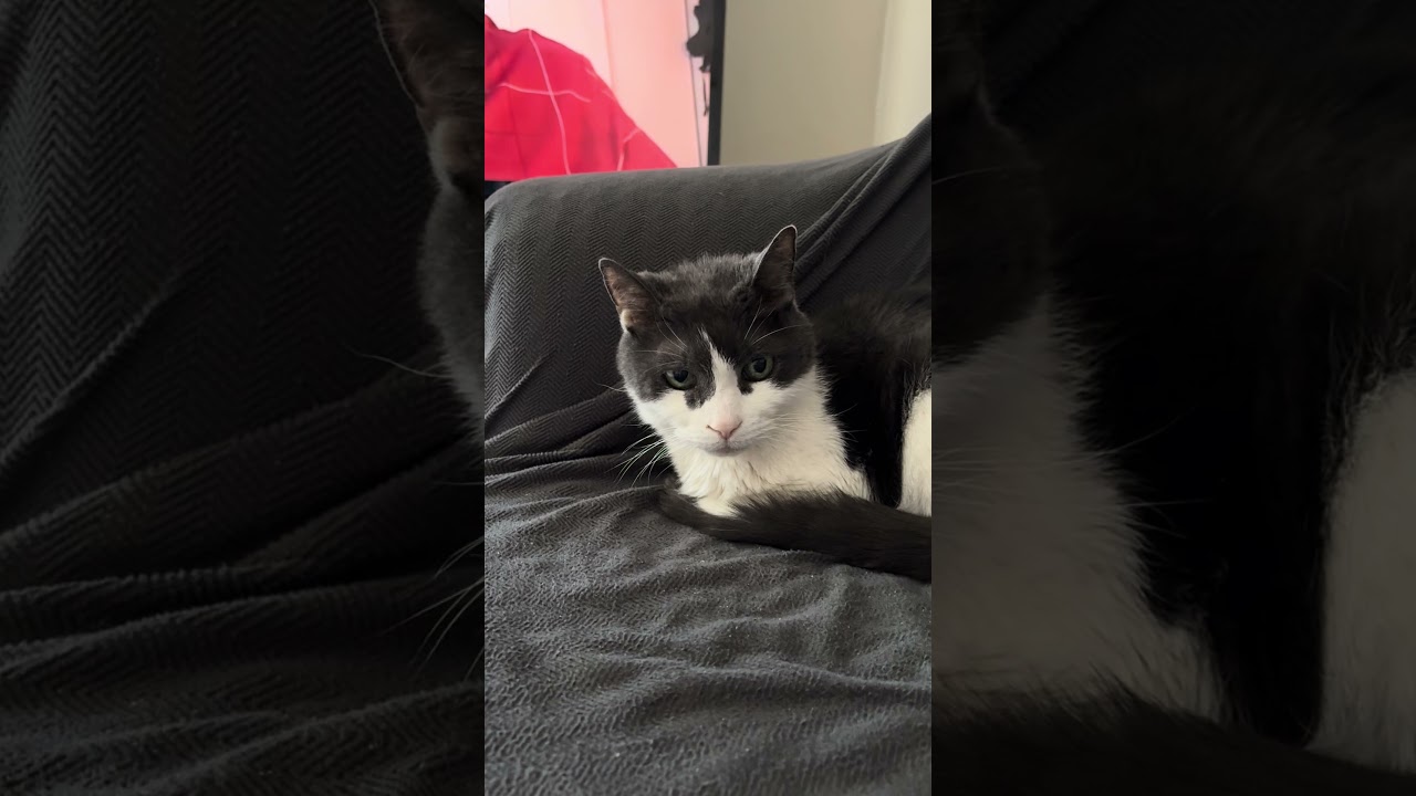 My cat Smokey reviews my new YouTube video!
