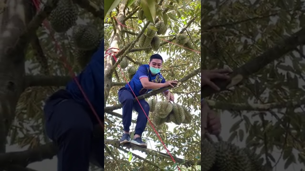 Durian monthong fruit pick up technique #shorts