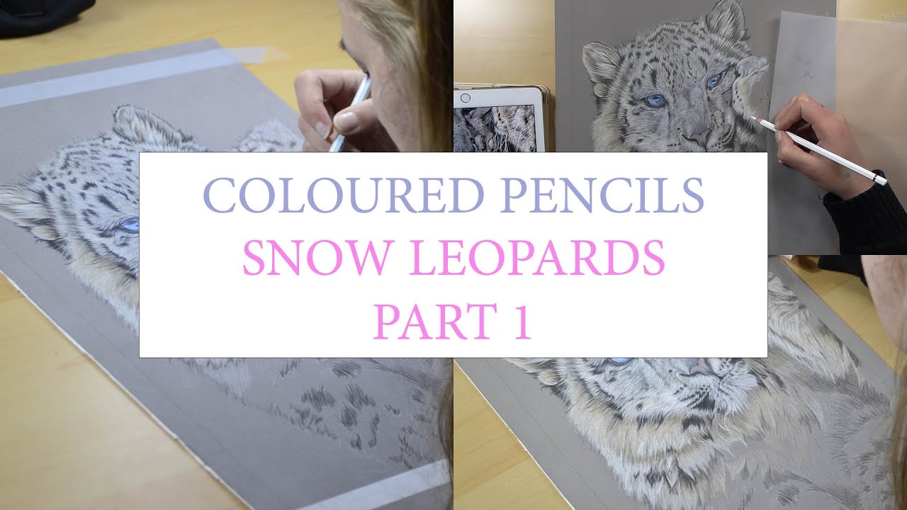 Coloured Pencil Drawing on Pastelmat | Snow Leopards | Timelapse Part 1