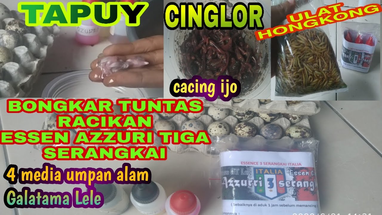 ESSEN PALING JITU BUAT GALATAMA LELE || ESSEN AZZURI TIGA SERANGKAI || RACIKAN TIGA MEDIA UMPAN ALAM