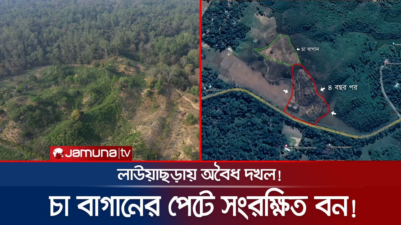 লাউয়াছড়া বনভূমিতে এমপির চা বাগান, সব জেনেও চুপ বন বিভাগ | Lawachara