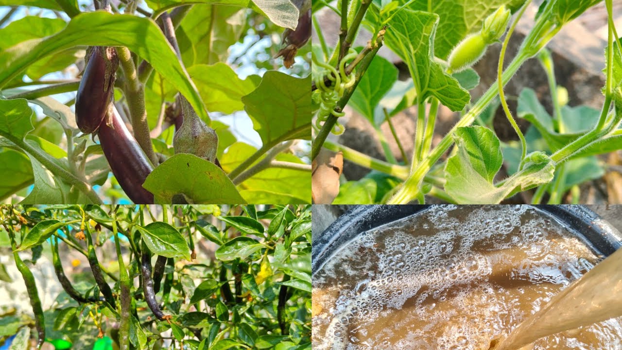 সবজি গাছের বৃদ্ধির জন্য এই খাবারটি দারুন কাজ করে।