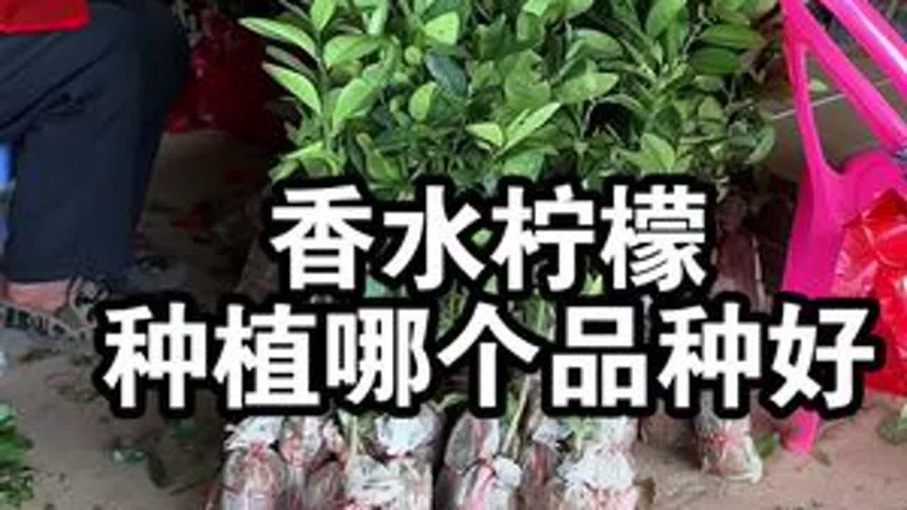 广东香水柠檬和泰国无籽青柠，种植哪个品种好呢？ #香水柠檬 #果苗供应 #广东香水柠檬