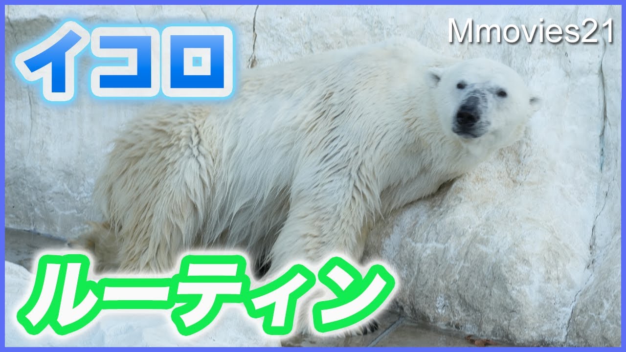 壁づたいにとろけそう〜イコロの水切りルーティン上野動物園~Polar Bears Ikor & Dea at Ueno Zoo in Tokyo