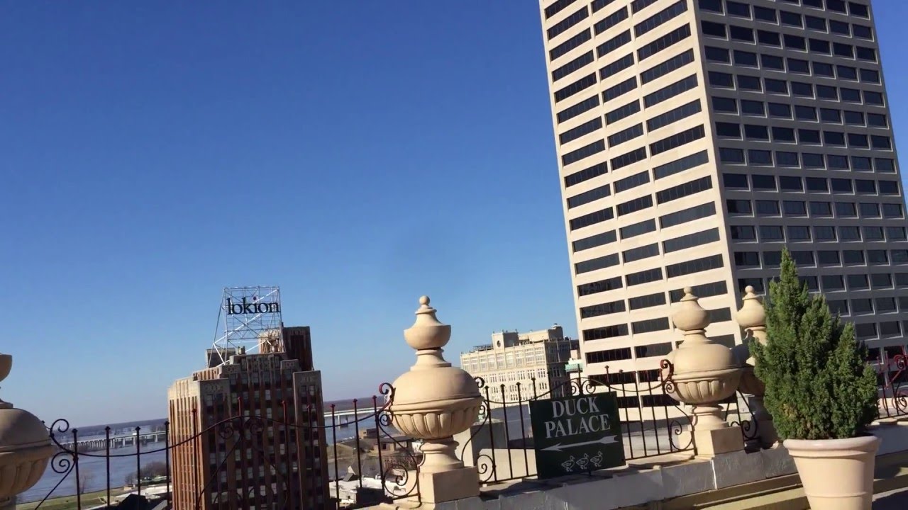 Meet Memphis' Peabody Ducks