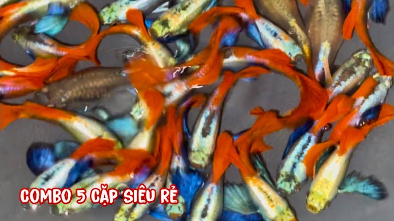 Tiếp Tục Lên Combo Cá 7 Màu Đồng Giá 150k: Dumbo Short, Short See Ribong,… | Guppy | Phúc Phan TV
