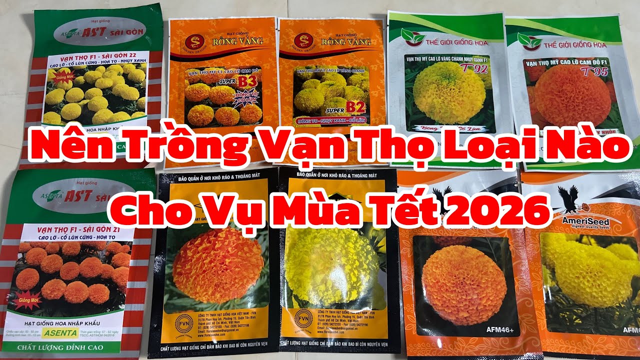 Nên Trồng Loại Vạn Thọ Nào Cho Vụ Mùa Tết 2026