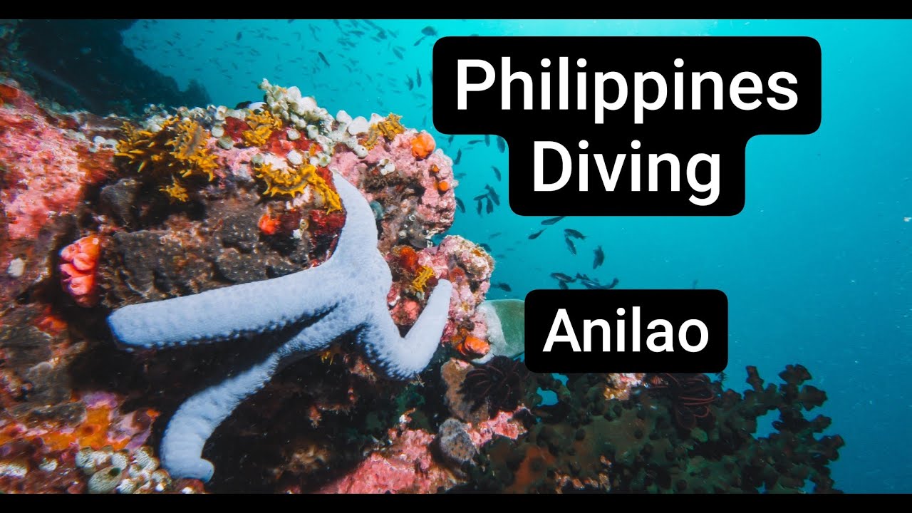 DIVING ANILAO PHILIPPINES | Variety of Creatures & Macro Photography | Best Muck Diving