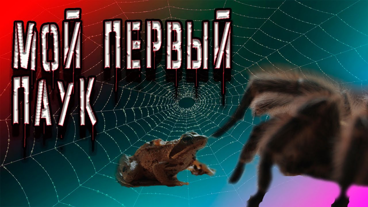 ЭТО САМЫЙ МИЛЫЙ ПАУК))