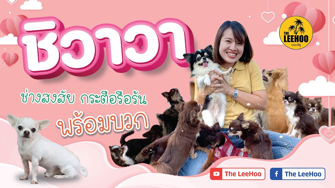 Chiwawa ชิวาว่า น้องหมาน่ากอด ยอดนิยมของหลายคน