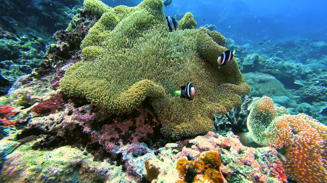 Philippines Apo Island Diving Part4 Paul Ranky 4K UHD H264 Video
