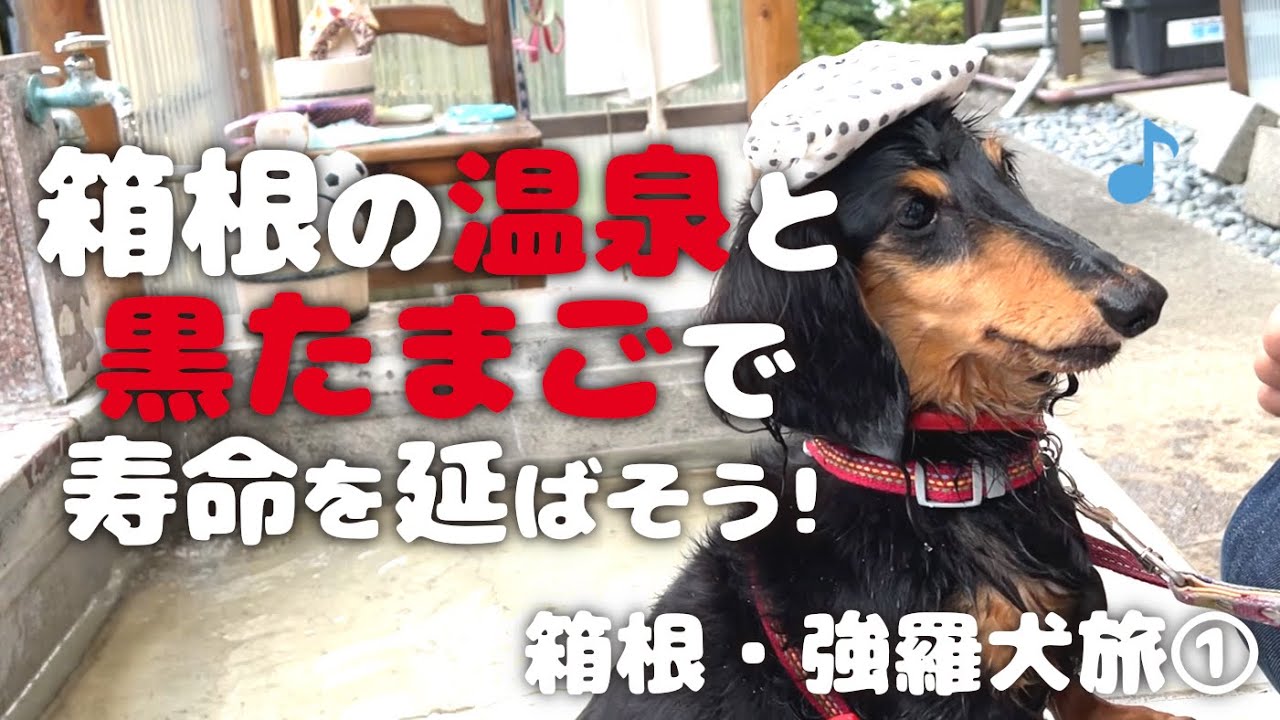 【犬連れ旅行神奈川箱根観光】全国旅行支援で箱根を満喫!箱根湯本駅周辺•箱根の森足湯•大涌谷 1泊2日わんこ旅1/2 2022.10