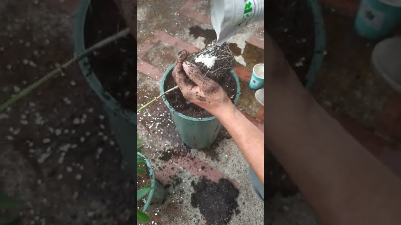 Como transplantar de vaso a maceta Mad Rocket de 10 litros