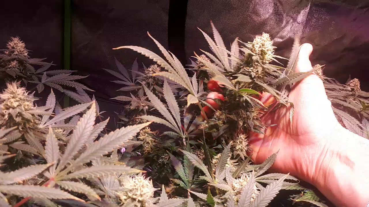 End Week 5, start week 6 Flower check in.