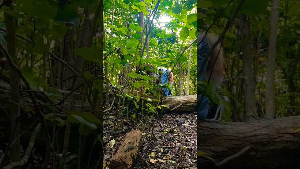 cat on fallen tree! #otherhearted #otherpaw #alterhuman #quadrobics #quadrobist #forest #nature