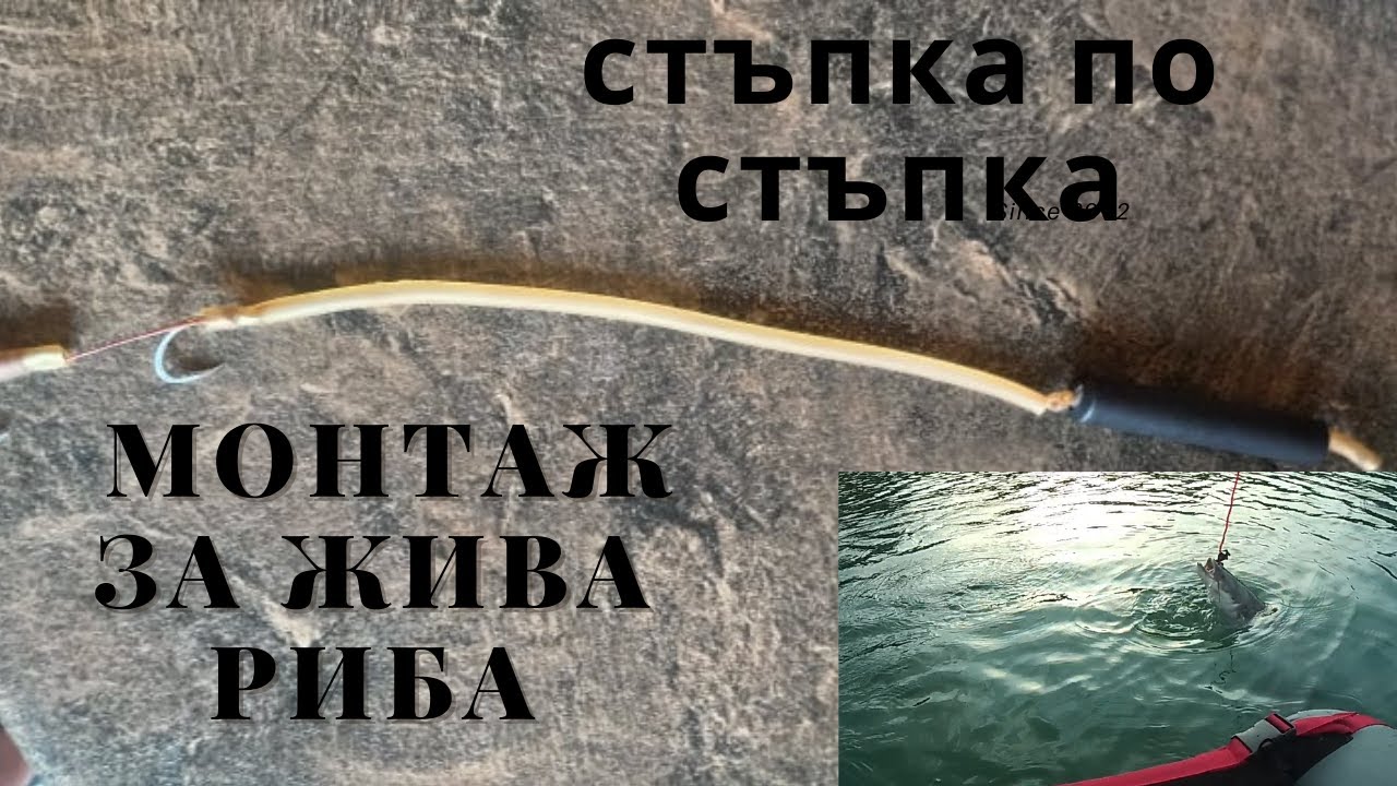 Монтаж за риболов на кльонк с жива риба