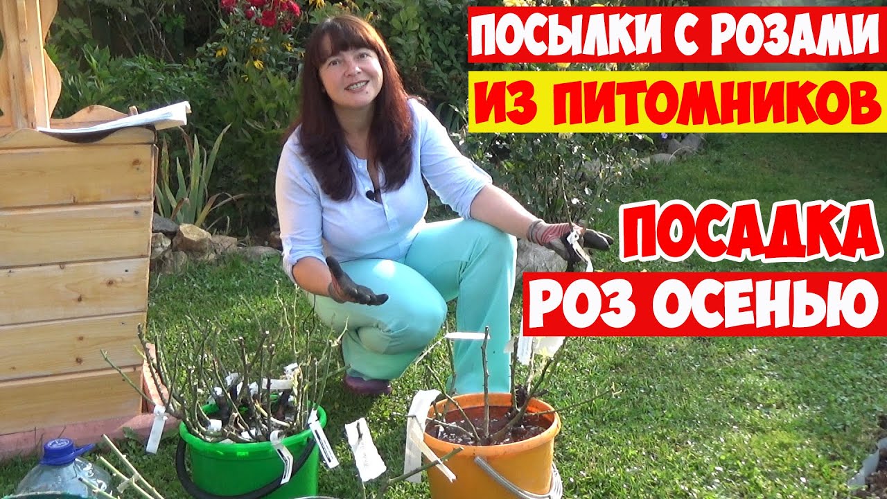 Розы по Интернету! Посылки от ЭЛИТ и ДОЛИНА РОЗ. ПОСАДКА РОЗ ОСЕНЬЮ с открытой корневой системой.