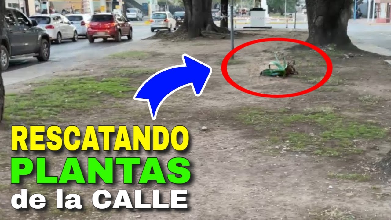 💚😊Plantas ABANDONADAS en la CALLE 👉 Mira lo que encontré