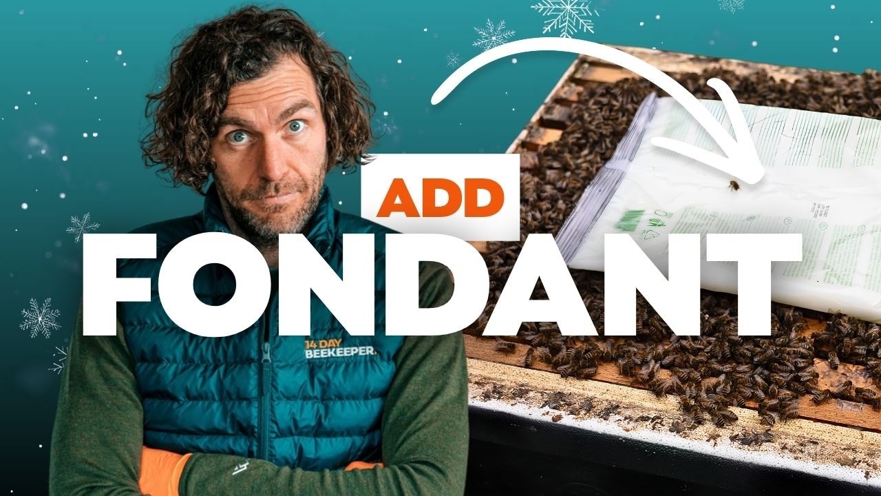 Hefting Beehives and Adding Fondant for Emergency Feeding in Winter