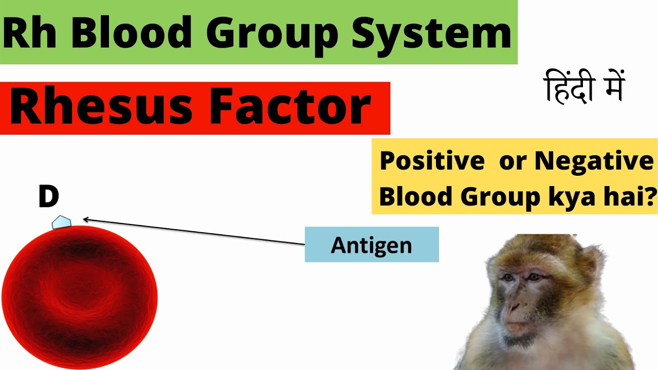 Rh Blood Group System | Rh Blood Grouping | Rhesus Blood Type | Rh system | Rhesus system | Hindi