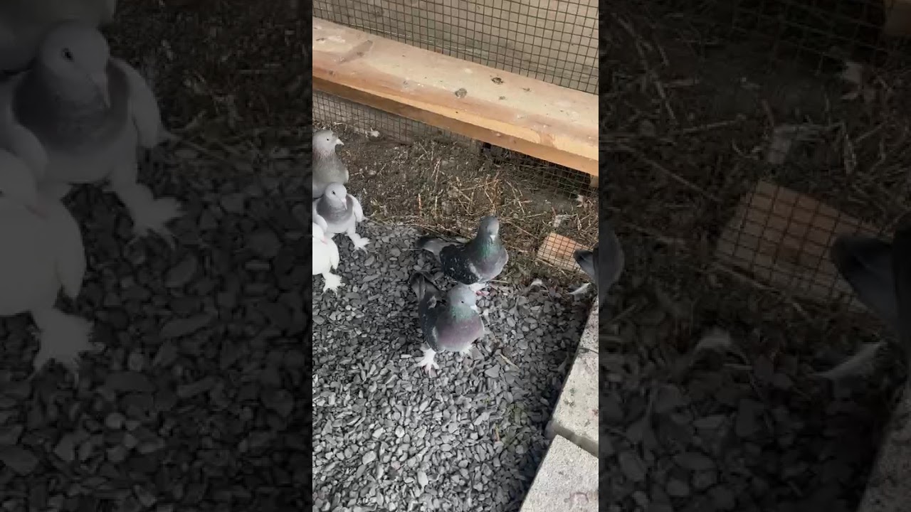 Kurtköy AŞ. Klasman şampiyonunun yavrular