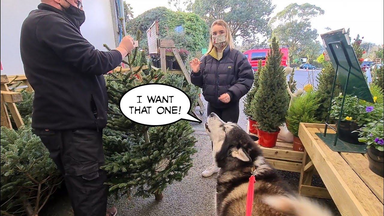 Dog goes Shopping for a Christmas Tree