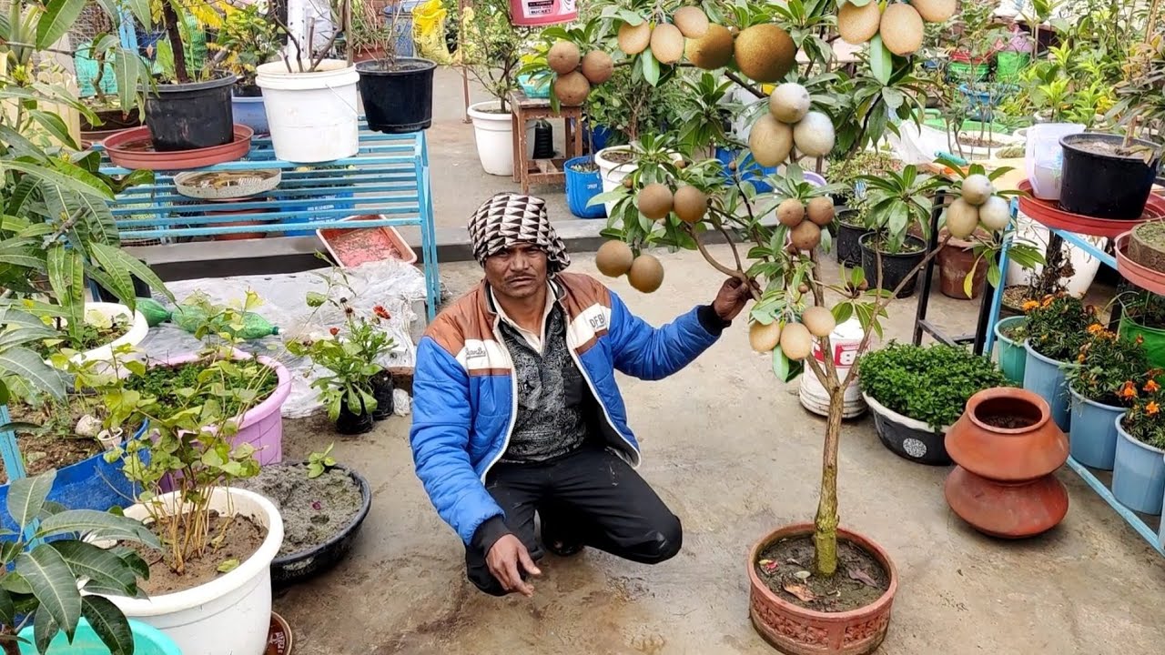 माली ने कर दिया कमाल 4 इंची गमले में आ गए इतने सारे फल