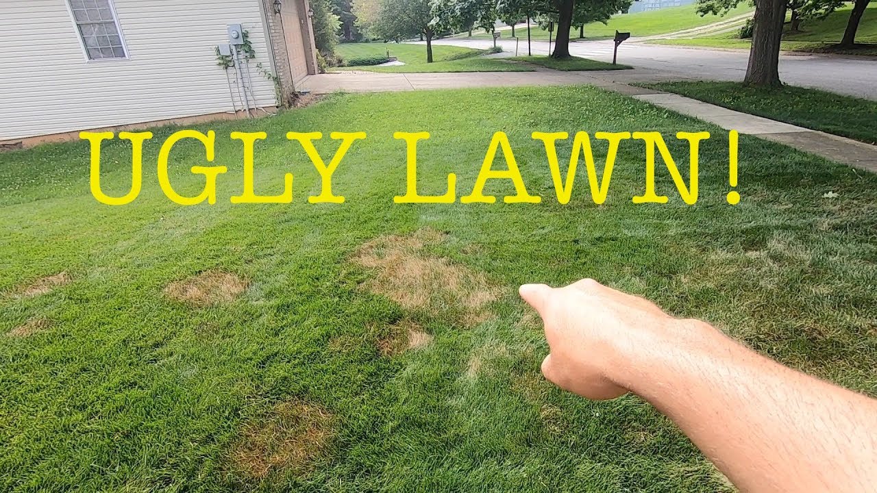 How to treat for brown patch in the lawn