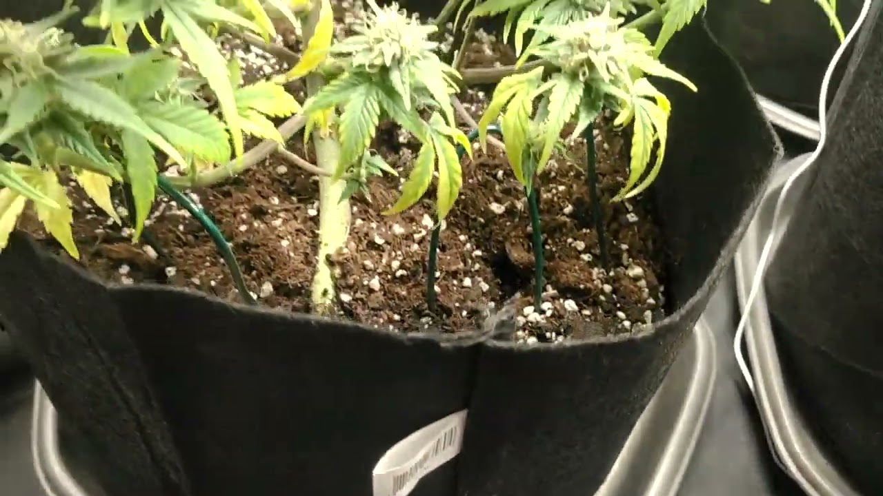 Alien Apple Warp Alien Genetics Cannabis Indoor grow  Boom Nutrients Alien Genetics Cannabis Indoor