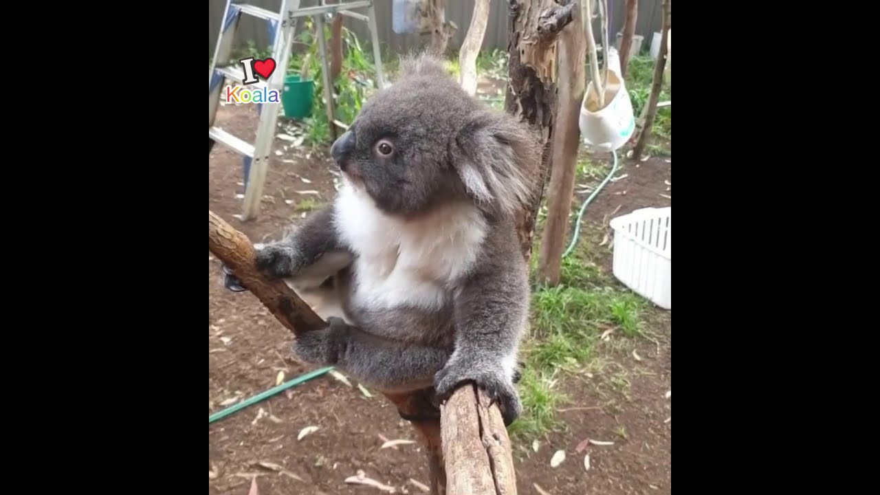 Oh My Koala Cuteness❤️❤️❤️💐