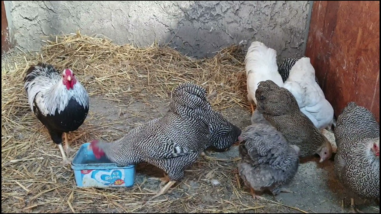 Kolejne rasy z hodowli