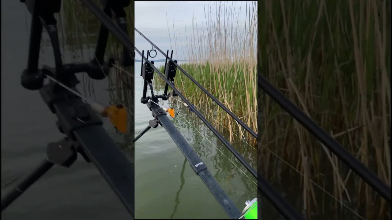 Balaton Carpfishing Fullrun 💯 #shorts #carprun #carpfishing #karpfenangeln