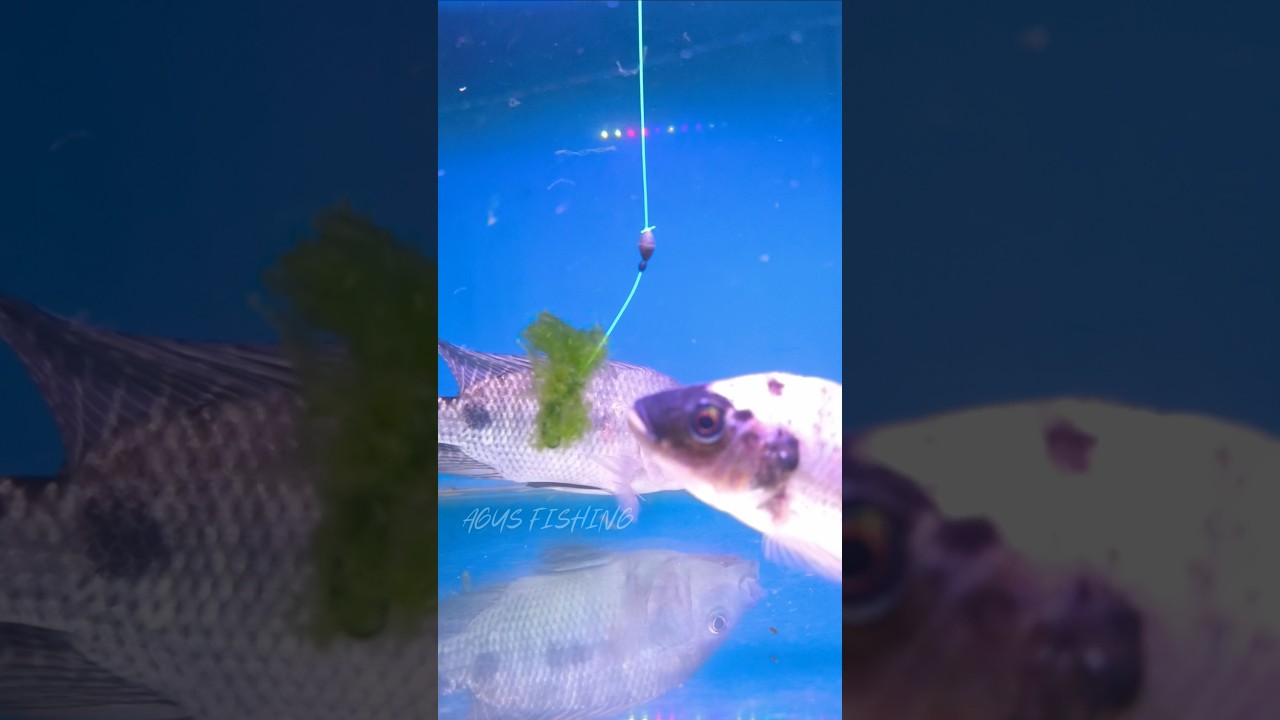 Ternyata Seperti Ini Ikan Nila Makan Umpan Lumut #shorts #mancing #fishing