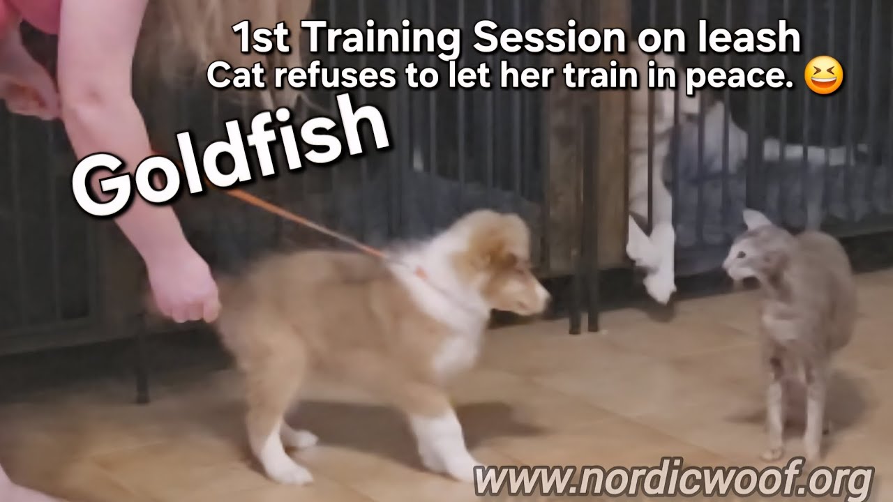 Goldfish's 1st Training Session on leash..sort of