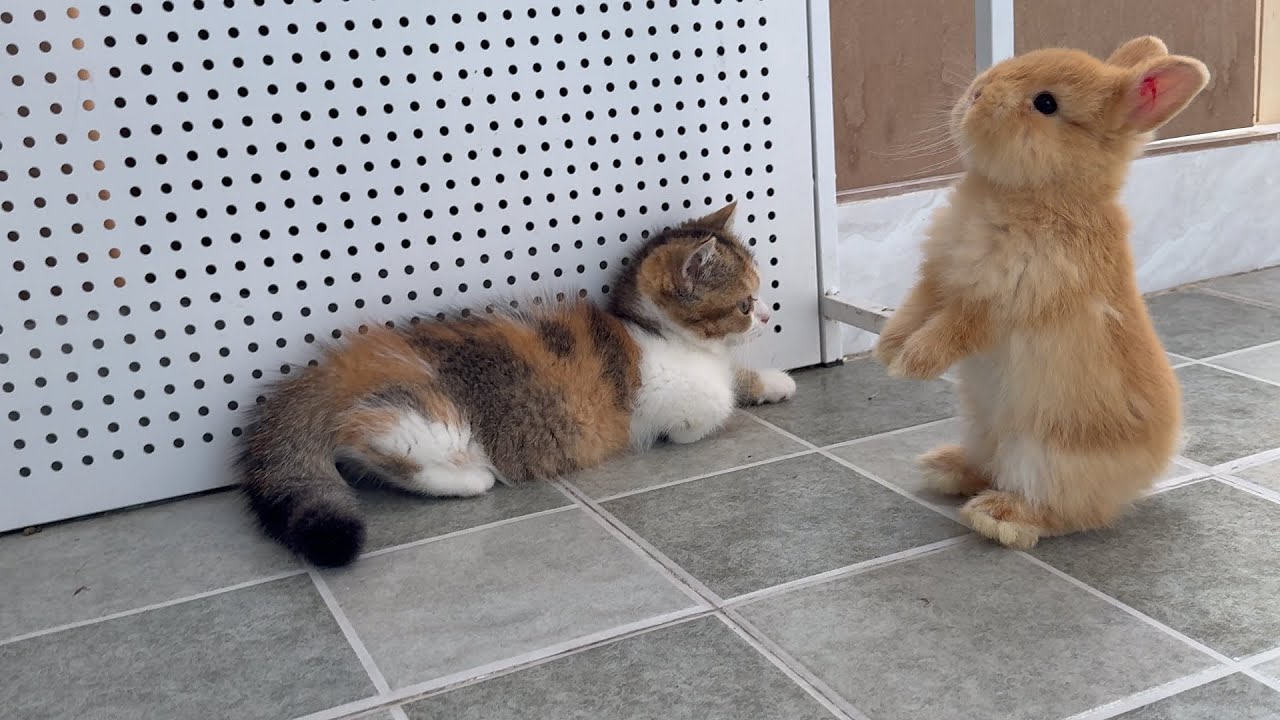 Cats and rabbits fight, how can they get along harmoniously?