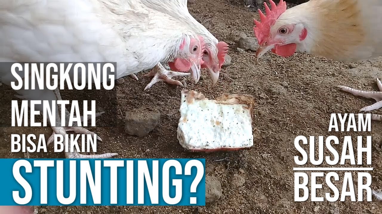 Awas, Singkong Mentah Bisa Menghambat Pertumbuhan Ayam STUNTING Susah Besar ?