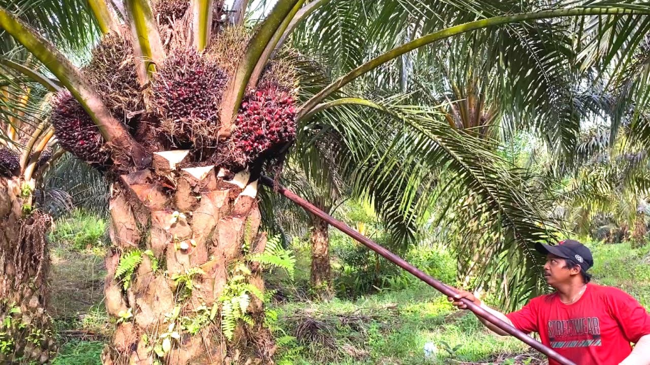 REJEKI DI BULAN PUASA.! PANEN SAWIT BERSAMA GANDOLEO