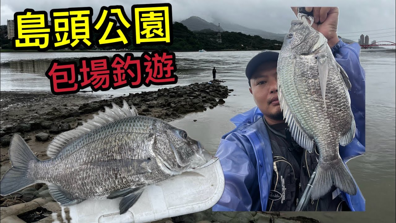 良型黑格又出現啦～ 島頭公園下雨後濁水測試 咬度依舊不錯 大黑牛拉起來真是爽！  #島頭公園 #黑格 #黑牛 #阿波 #磯釣 #前打 #海男釣魚頻道 