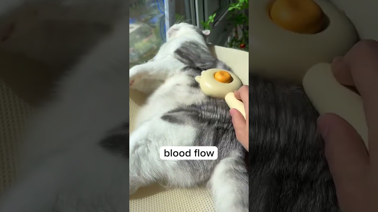 Why cat need brushing