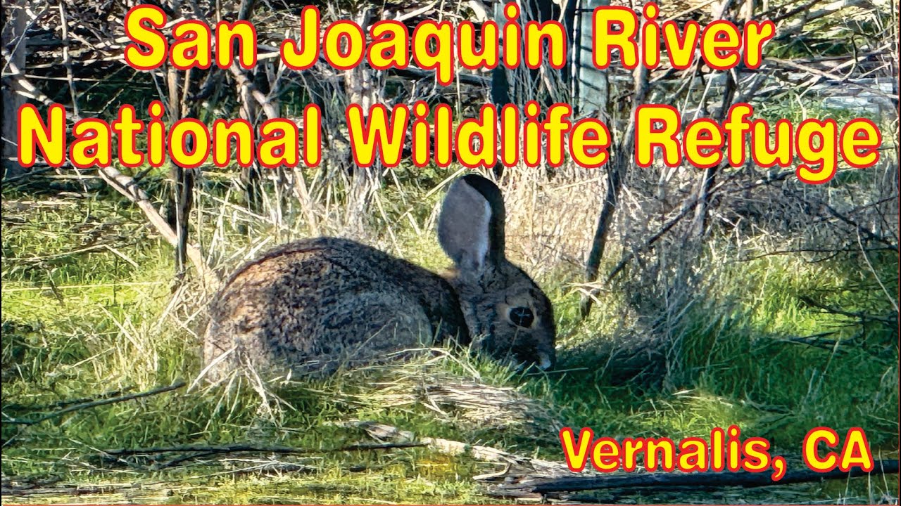San Joaquin River National Wildlife Refuge Jan 2025