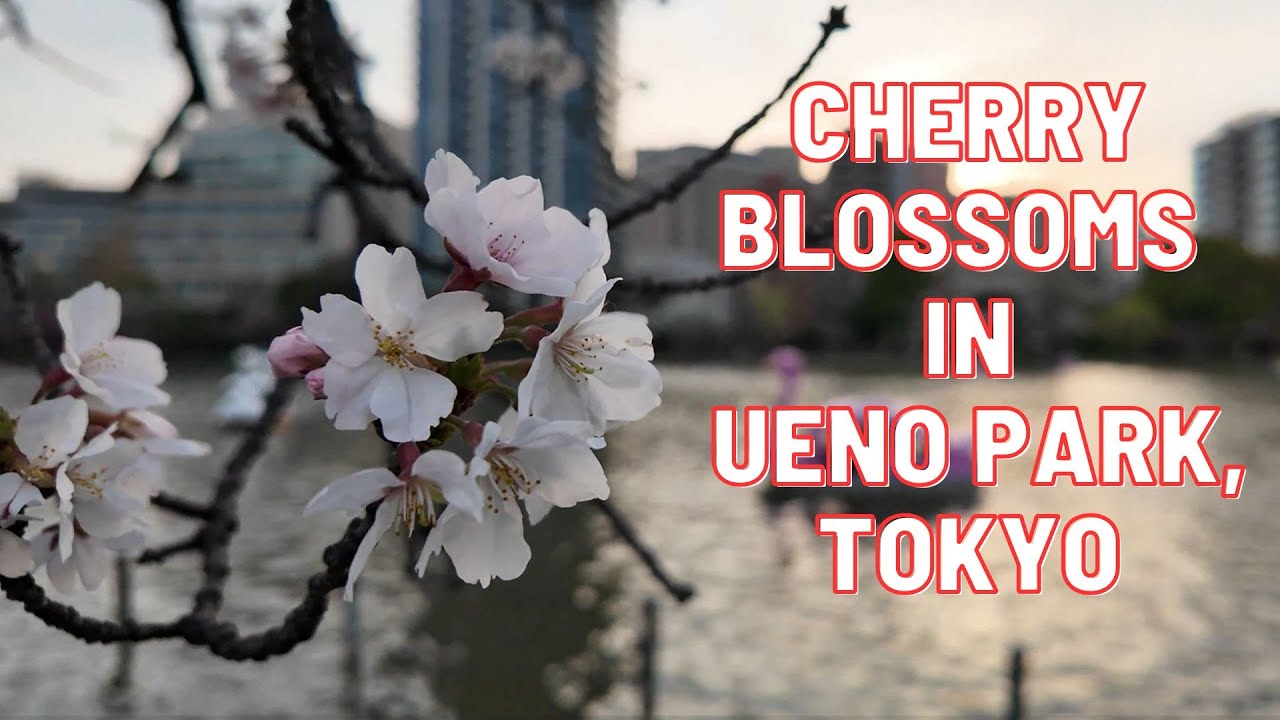 WALKING AROUND AT UENO PARK, TOKYO DURING CHERRY BLOSSOMS SEASON