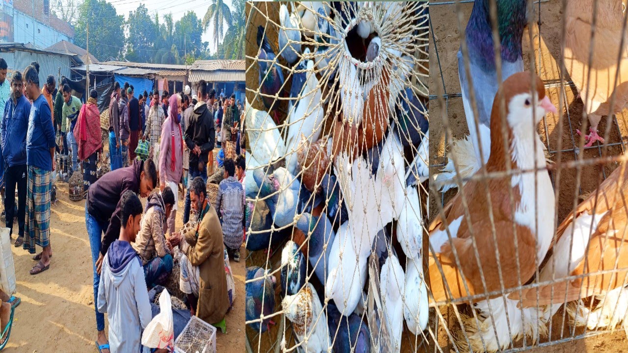 রাজশাহী,বাগমারা তাহেরপুর,কবুতর হাট থেকে।হাট বসে প্রতি শুক্রবার,শনিবার ভিডিও: ২০/১২/২০২৪ইং