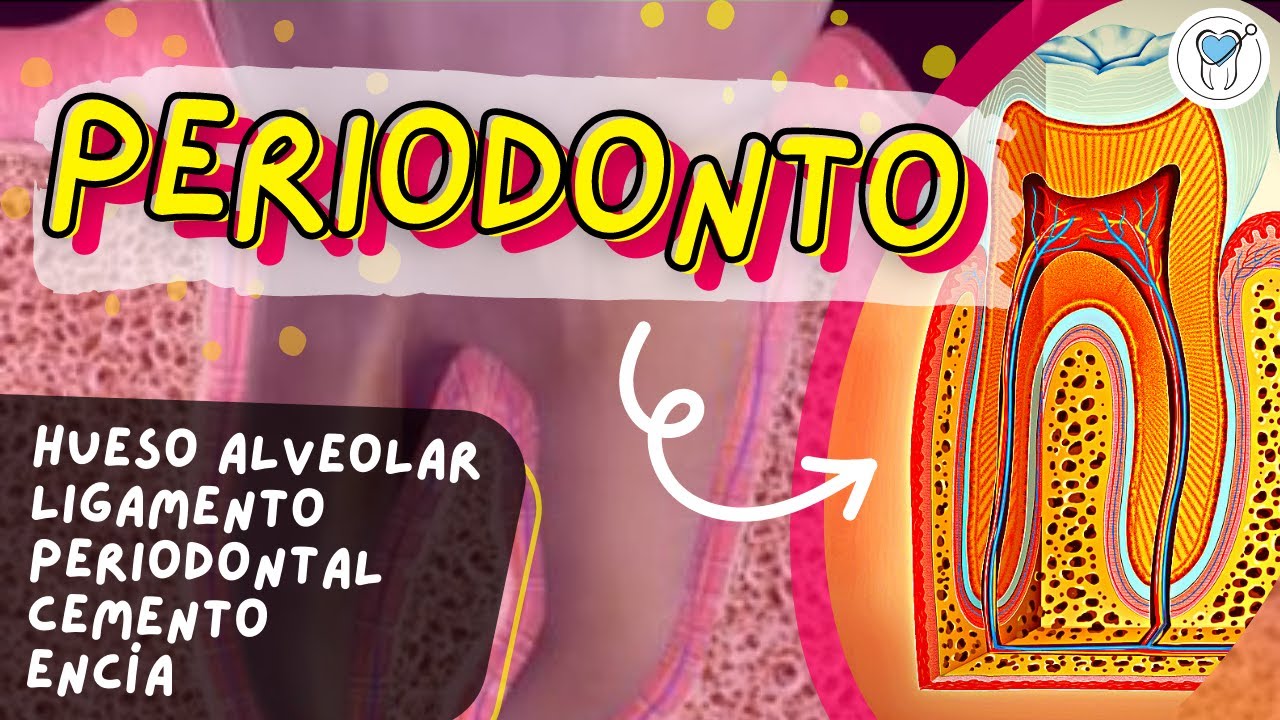 ¿QUÉ ES EL PERIODONTO?