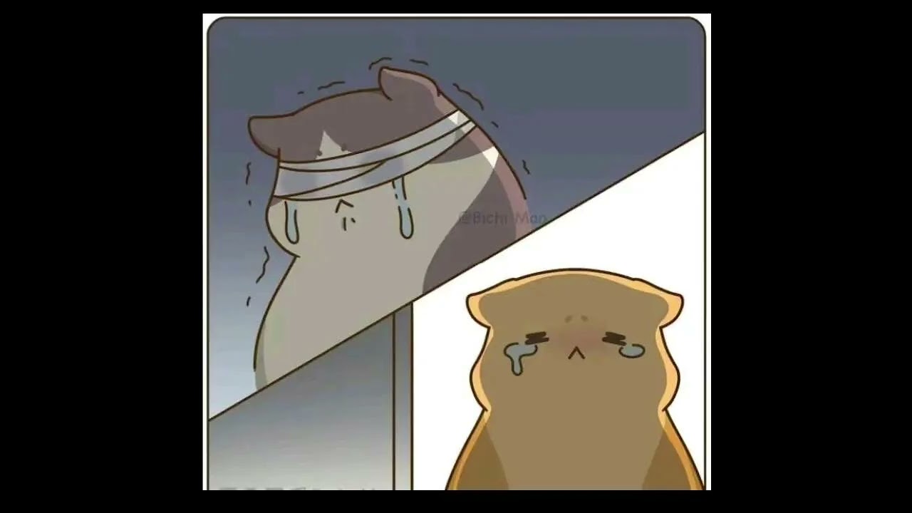 sad story and Happy ending #cat #story #sad #happiness