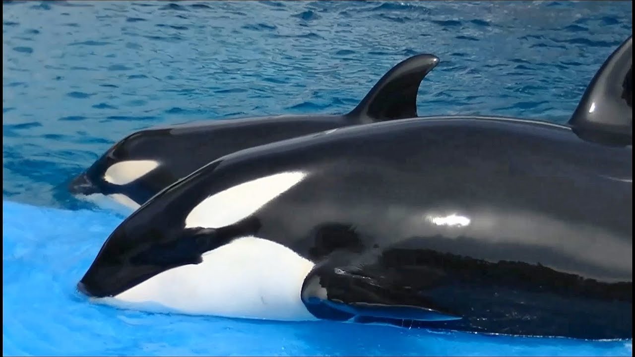 【完全版】シャチの上陸シーン / 名古屋港水族館