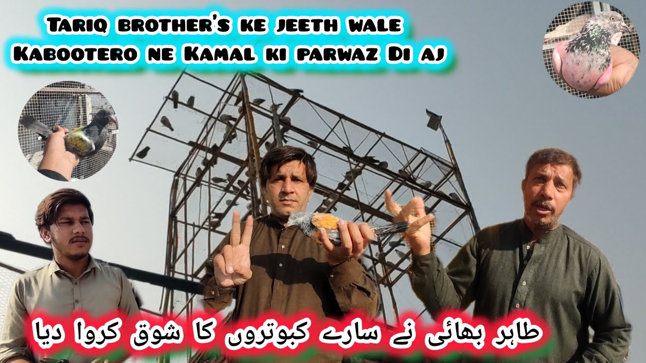 Tariq Brother's Ke bare Kabootero ne Kamal ki parwaz Di 💪