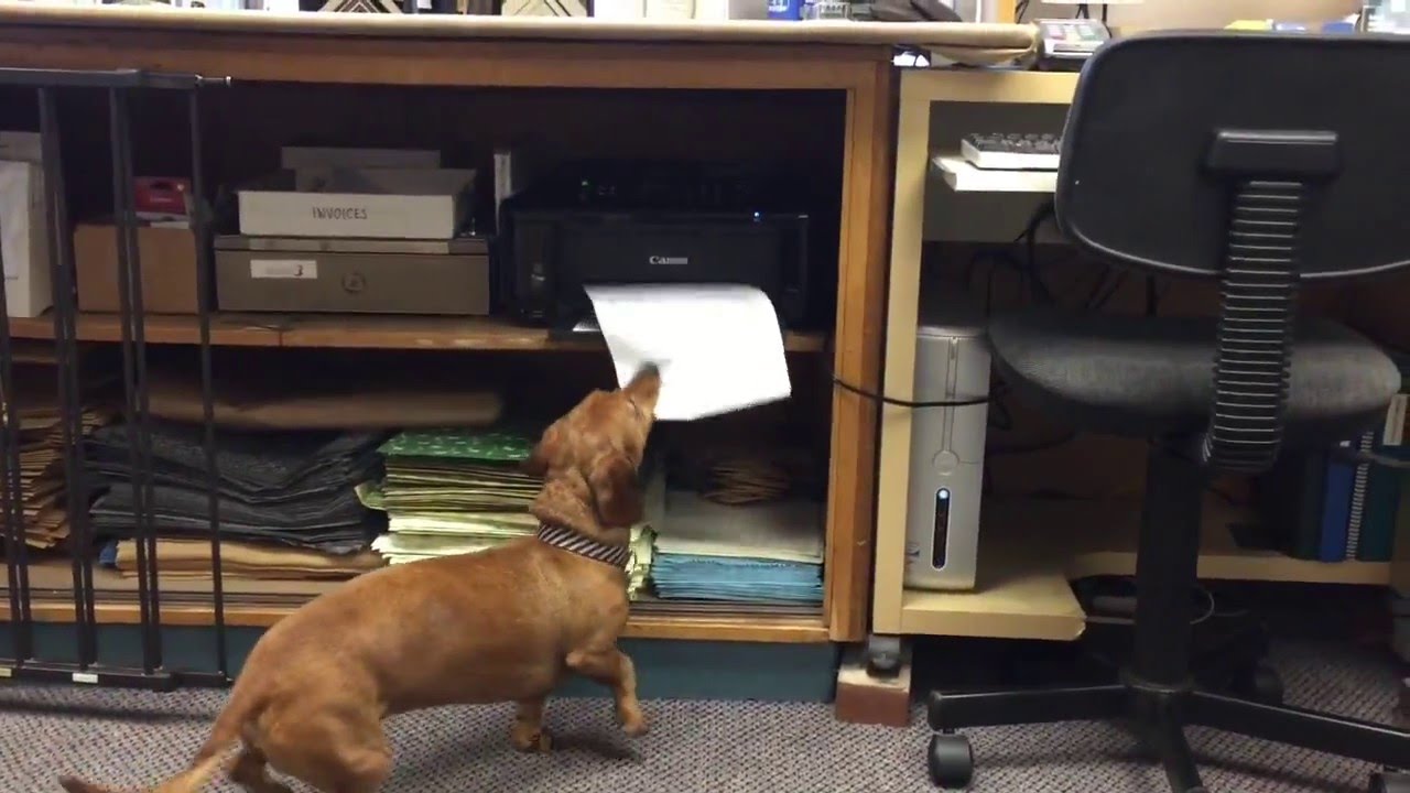Adorable Dog Helps with Paperwork at the Office