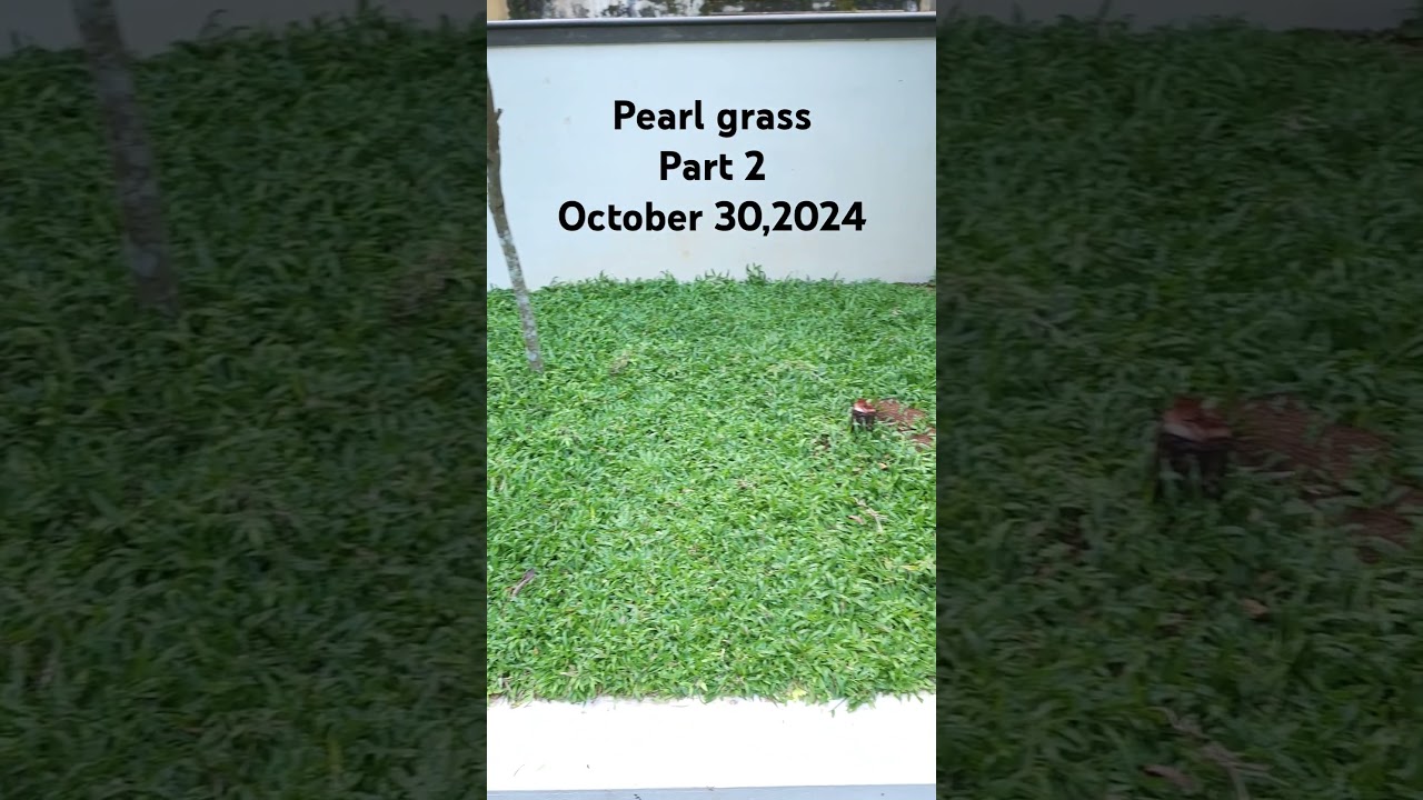 pearl grass, second video after 2 months. Pearl grass, pearl grass malayalam.