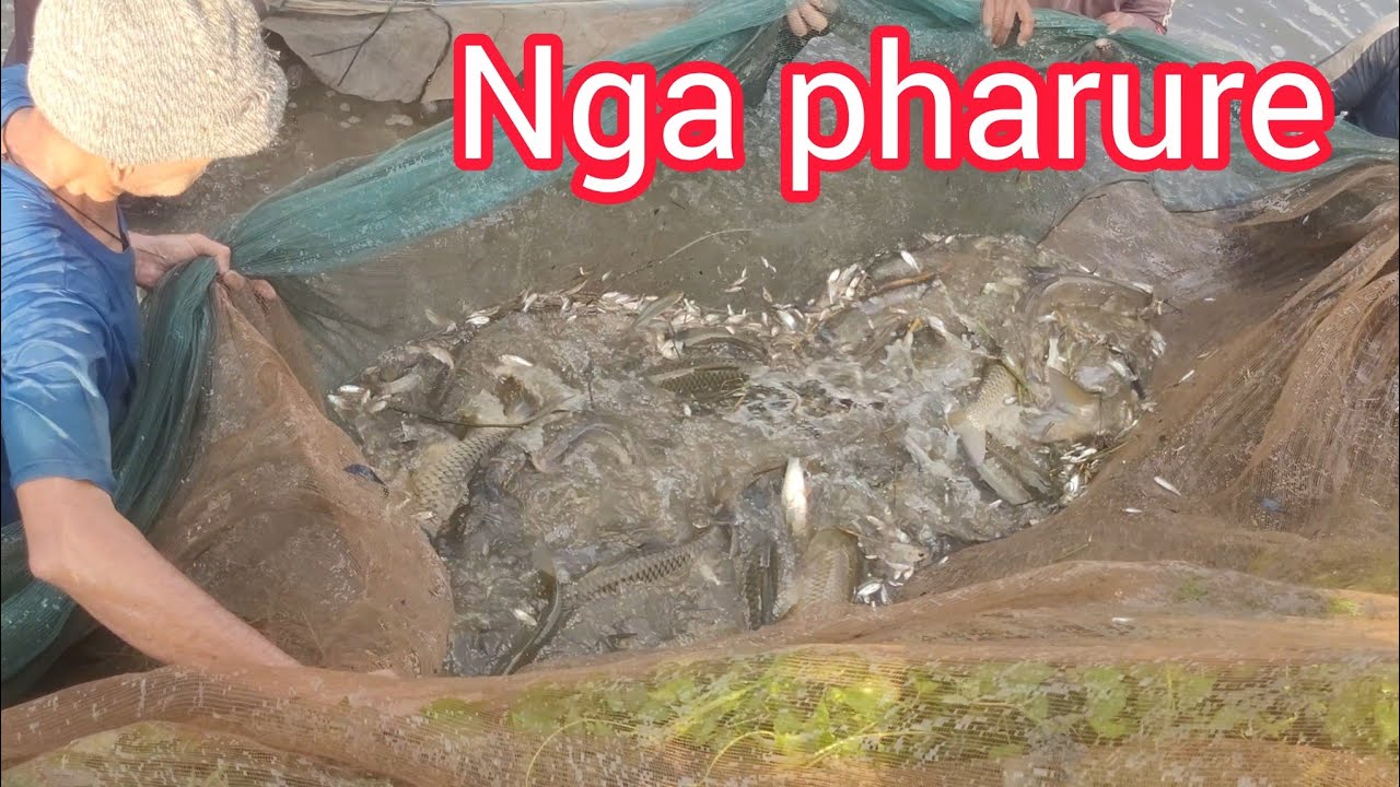 Ngashisu Een khollaga Nga Pharure | Farmer gi Punshi
