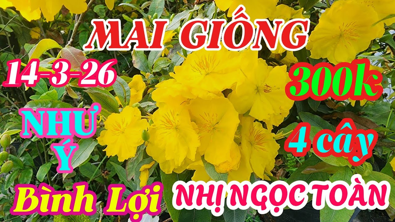 14-3-26 combo giống như ý,bình lợi, nhị ngọc toàn 0941488772
